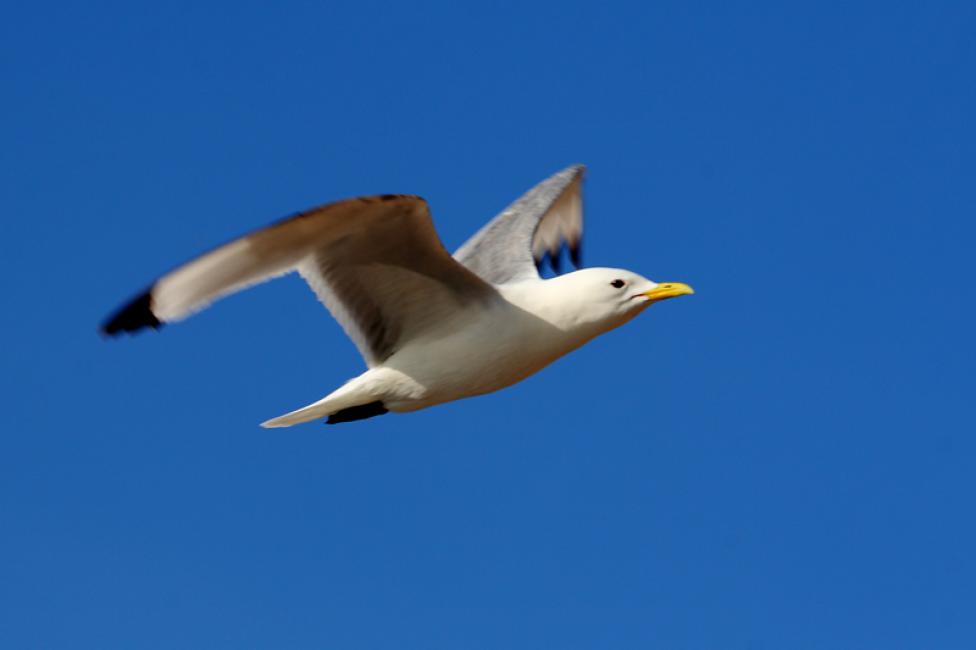 Tridáctila en vuelo